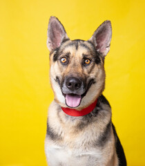 studio shot of a dog on an isolated background