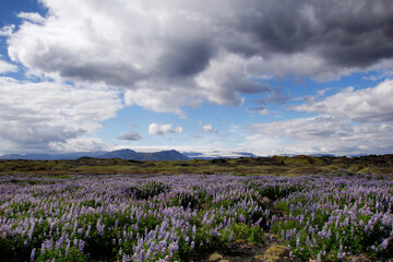 Dramatic sky over lupine field with Mýrdalsjökull in the background, Iceland