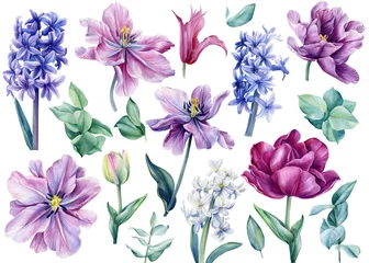Schilderijen op glas Geschilderde Bloemen Watercolor spring flowers on isolated on white background, tulips, hyacinths, eucalyptus  © Hanna