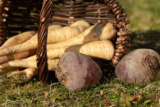 In a wicker basket in the meadow are freshly harvested parsnips and beetroot in autumn