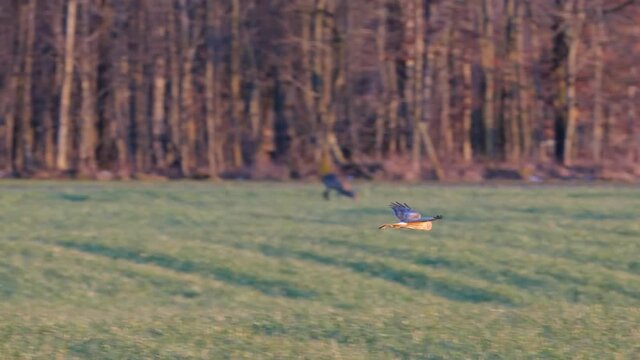 Kornweihe (circus cyaneus) weiblich im Flug beim Jagen &uuml;ber Ackerfl&auml;che
