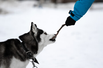 A dog of the Siberian Husky breed gnaws a stick which is held by the hand of a man in a jacket. Games of a man with a dog. An active walk with your pet. Interaction of people with animals.