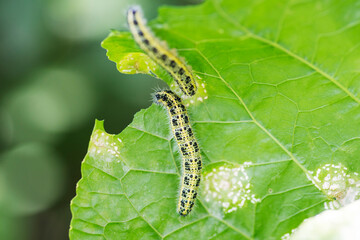 Close up of Cabbage White Caterpillar eating holes in cabbage leaf. Shallow depth of field