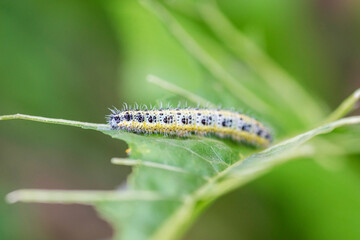 Close up of Cabbage White Caterpillar eating holes in cabbage leaf. Shallow depth of field