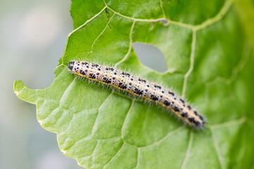 Close up of Cabbage White Caterpillar eating holes in cabbage leaf. Shallow depth of field