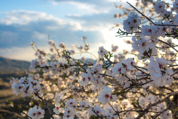Blooming almonds