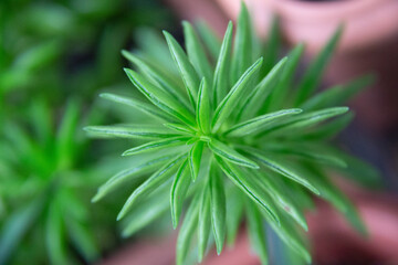 flor , verde , suculentas,espinhos rosa ,roxo,