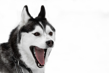 Portrait of a dog of the Siberian Husky breed. The pet is black and white with a wide open mouth and open eyes. The funny dog is laughing. The animal is screaming. Screaming animal. High quality photo