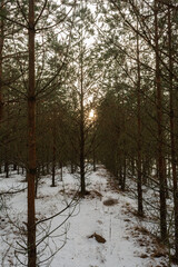 A dark, dense forest with rows of tall young pines. Sunset time in early spring. Spring landscape