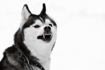 Portrait of a dog of the Siberian Husky breed. The black and white pet shows teeth. The aggressive dog grins. Large canine teeth. The dog on the left side of the frame is wearing a collar.