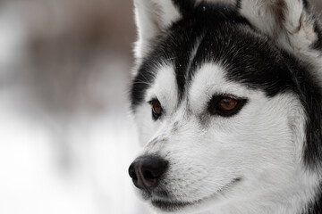 Portrait of a dog of the Siberian Husky breed. Black and white dog with brown eyes. The animal on the right side of the frame looks to the left. Very close-up. Pet in the winter on the street. - Powered by Adobe