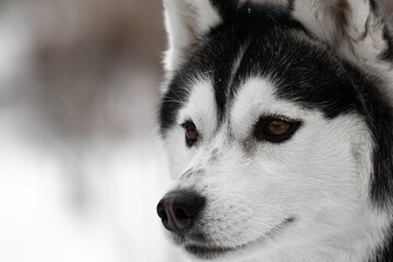 Obraz premium Portrait of a dog of the Siberian Husky breed. Black and white dog with brown eyes. The animal on the right side of the frame looks to the left. Very close-up. Pet in the winter on the street.