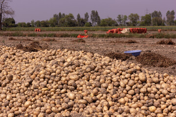 Fototapeta premium Fresh potato lying in the field of agriculture freshly scooped from the ground, packed and ready to transport. Potato farming Aloo ki kheti on agricultural field using tractor. Indian farming concept