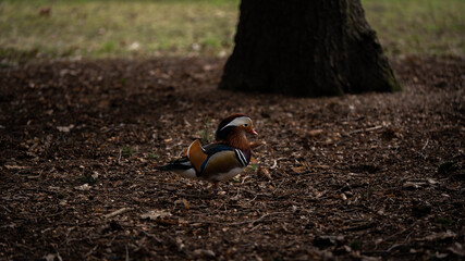 mandarin duck walking on a forest lawn