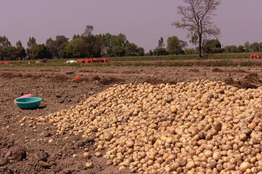 Pile Of Fresh Potato Lying In The Field Of Agriculture Freshly Scooped From The Ground. Potato Farming Aloo Ki Kheti On Agricultural Field Using Tractor. Indian Farming Concept