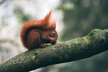 Eurasian red squirrel (Sciurus vulgaris) eating a hazelnut on a