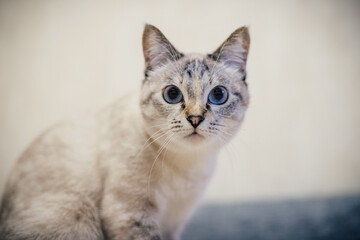 a white cat in a gray strip sits on the couch and looks directly into the camera