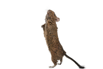 Chilean squirrel eating dried fruit isolated on a white background