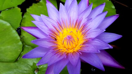 Fototapeta premium purple water lily