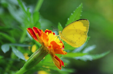butterfly, flower, insect, nature, yellow, summer, orange, green, macro, beauty, animal, wing, wings, butterflies, beautiful, wildlife, spring, flowers, garden, color, grass, fly, closeup, plant, ante