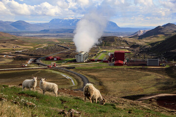 Krafla geothermal power plant with sheep in the foreground, Mývatn region, Iceland