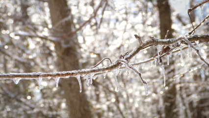 Close up of Ice on Winter Branches | Frozen Tree Branch