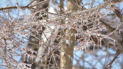 Close up of Ice on Winter Branches | Frozen Tree Branches