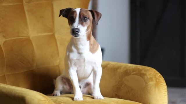 Cute jack russell terrier sitting in a golden armchair