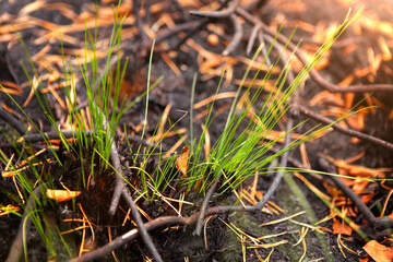 Germination of grass after a fire, restoration of nature.