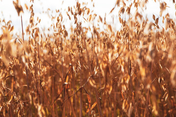 Oat cereal fields with blue sky on a sunny summer day. 