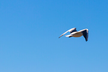 Brown-hooded gull in flight Kadettangen Norway. High quality photo