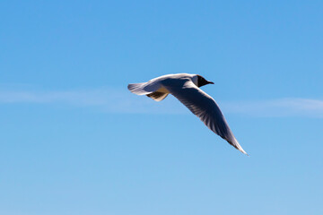 Brown-hooded gull in flight Kadettangen Norway. High quality photo