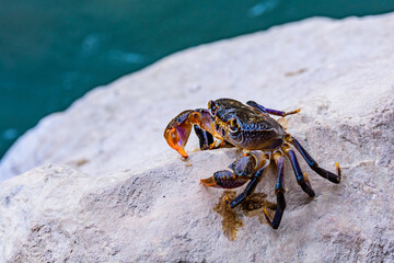 Freshwater river crab (Potamon ibericum) on the stone