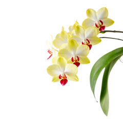 A blooming white yellow red orchid of genus phalaenopsis isolated on white background.