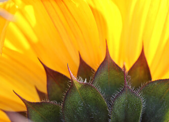 Naklejka na ściany i meble The underside of the sunflower. Close up. Macro. Abstract background