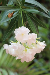 Oleander blanco