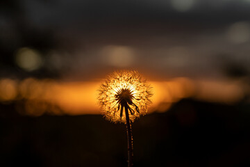 Fototapeta premium Die letzte Pusteblume, Löwenzahn