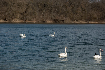 Swans swim on a blue lake.