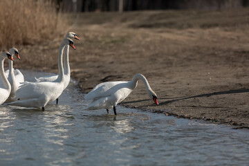 White swans come out on the shore of the lake. Close-up.