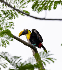 Chestnut-mandibled toucan species Swainson's toucan resting on a tree and opening one wing in its habitat, Costa Rica.