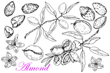 Almonds set. Branch. Flowers, nuts, kernels. Stock black white Illustration. Vector. Sketch. Hand drawing.Isolated on white background. For packaging design of Almonds products, banners,labels
