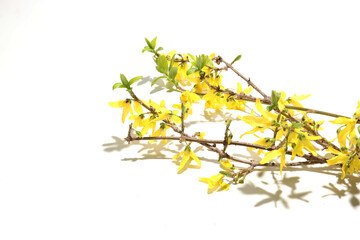 白バックのレンギョウの花