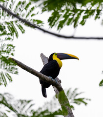 Chestnut-mandibled toucan species Swainson's toucan resting on a tree in its natural tropical habitat, Costa Rica.