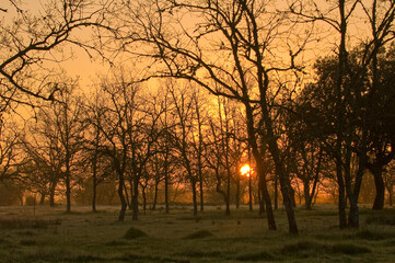 Winter sunrise landscape in the forest