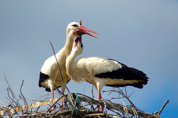 White stork in the nest