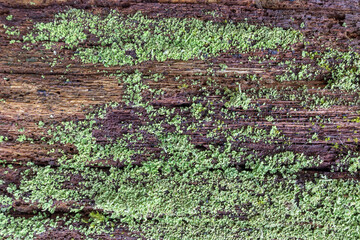 Green moss, lichens on old wood. Beautiful background, texture of lichen on old wood for wallpaper. Natural background for moss design on old wood.  nature texture of yellow and green lichen on wood.
