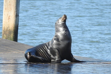 California sea lion hanging out on a pier in the San Francisco Bay Area.