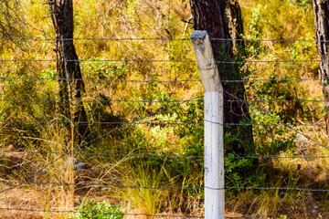 Rusty barbed wire fence in forest