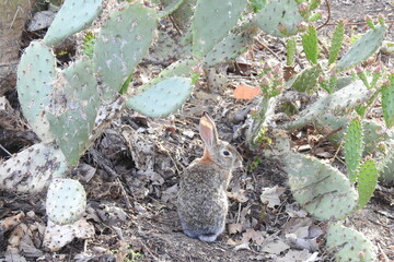 A desert cottontail hiding in a patch of beavertail cactus in the Santa Monica Mountains wilderness, Ventura County, California.