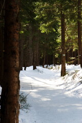 Path to Rusinowa polana i Tatry National Park. © Marcin